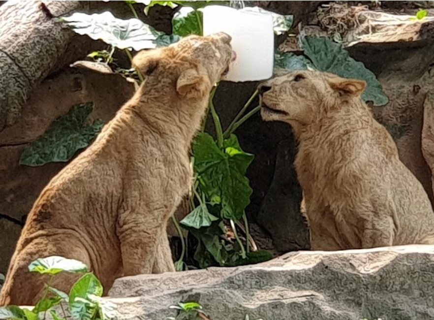 廣州旅遊景點: 長隆野生動物世界
